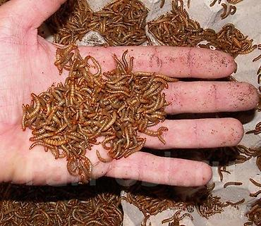 taxta qurdu: Un qurdu canlı yem tebii protein.Tərkibi 48faiz proteinle — 2