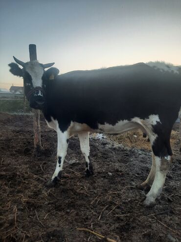 коровы животные: Продаю | Корова (самка) | Полукровка | Для молока | Стельные