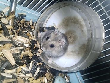 Грызуны: 🐹 hamster bu qefesle 17m balaca bir qefes var onlada 12m isdiyen desin — 1