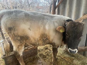 Коровы, быки: Продаю | Бык (самец) | Швицкая | На откорм | Племенные — 5