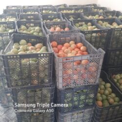 сок томатный купить: Кок памидор бар для соление