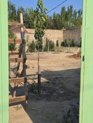 Torpaq sahələrinin satışı: 8 sot, Mülkiyyətçi, Kupça (Çıxarış) -da lalafo.az — 17 Torpaq sahələrinin satışı: 8 sot, Mülkiyyətçi, Kupça (Çıxarış) — 17