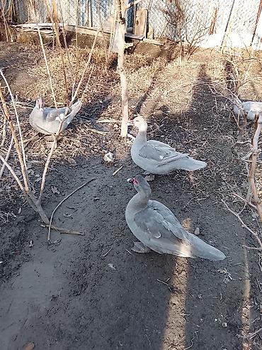 Ördəklər: Salam heyvanlar kom satilir 5feredi 1de erkey yumurtaya hazir -da lalafo.az — 13 Ördəklər: Salam heyvanlar kom satilir 5feredi 1de erkey yumurtaya hazir — 13
