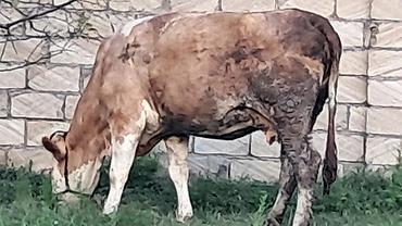 balaken heyvan satisi: Ikinci qarına 8 aylıq boğazdı təmiz qan smental düyə satılır — 4