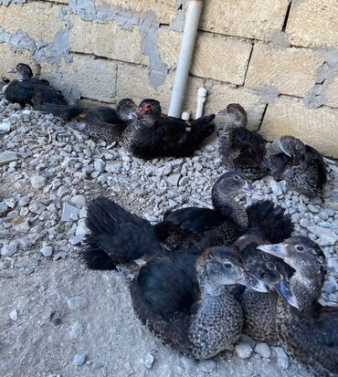 ördək: Lal ördəklər ana və balaları– qrup halda. Balaları 2ay yarımlıqdılar