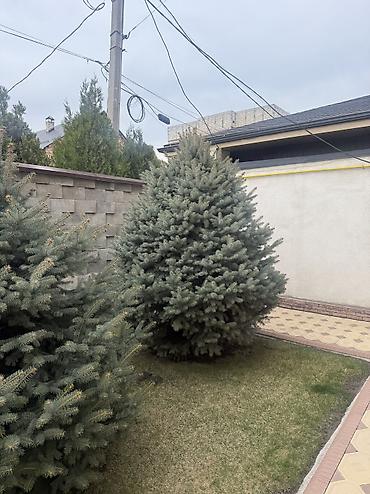 Ель: Продаю Ели голубые от 2-4 метров, колоновидные туи 4 метровые: густые — 23