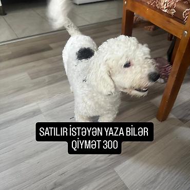 diri quzu qiymeti: Ağ, qıvırcıq tüklü kiçik ölçülü it. Bədənində qara ləkəsi var, asılan — 1