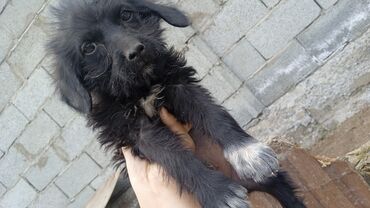 Продажа собак: Мальтийская болонка, 3 месяца, Самец