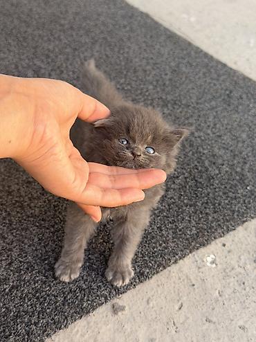 Отдам даром кошку: 1 месяц, Девочка, Метис at lalafo.kg — 12 Отдам даром кошку: 1 месяц, Девочка, Метис — 12