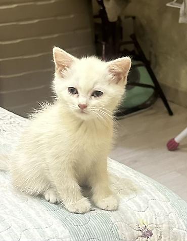 где купить котят: 2 месяца, Мальчик, Белый, Приучена к лотку — 1