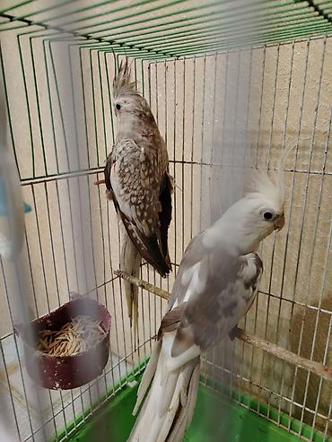 lasos baliq rasmi: Məhsul: Nimfa (Cockatiel) papağanları – 2 ədəd cüt Təsvir: - Növ — 4