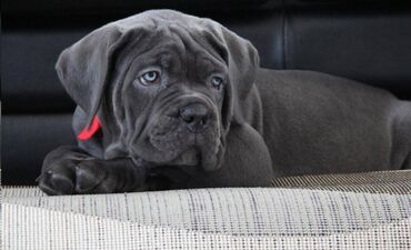 Psi: Ako tražite vernog člana porodice, obratite se nama i postanite — 14