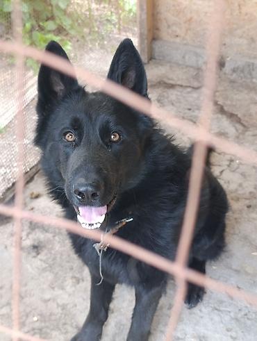 Продажа собак: Немецкая овчарка, 2 года, Самец — 1