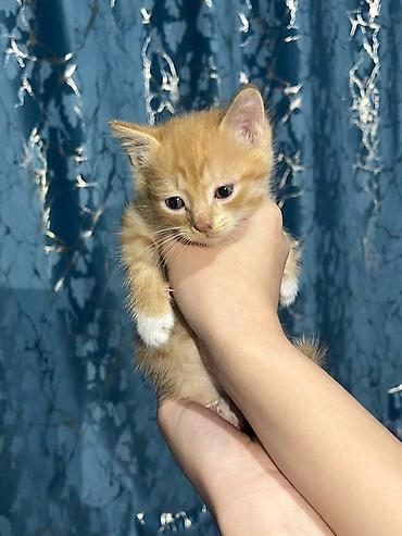 каракол котята: Срочно ищу добрые руки для котят!! 🐱🤍 отдам в хорошие, заботливые — 4