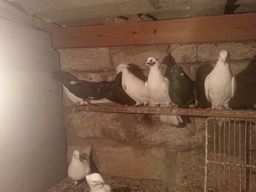 Göyərçinlər: Salam aleykum quşlar satılır tam sağlam uçan super quşlardı biri 5 -da lalafo.az — 11 Göyərçinlər: Salam aleykum quşlar satılır tam sağlam uçan super quşlardı biri 5 — 11