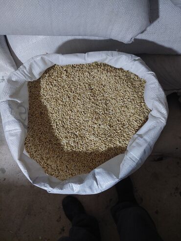 кружки с фото цена: Продается ячмень семенной сорт мамлюк. 8 тонн в мешках Кара-Балте