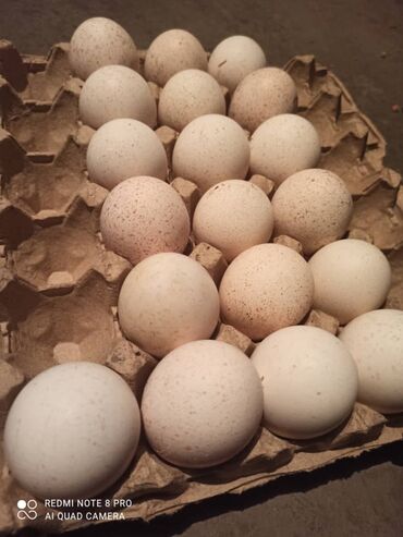 продам индюков: Индюшиные яитца для инкубации.цэна 200 сом в Кара Балта продаю. белые