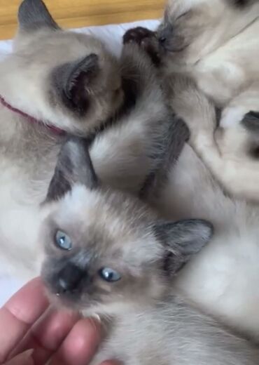 котята породистые купить: Siam, Erkək, Dişi