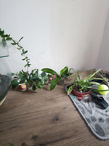 Продам любое растение на этом фото растения от 10 сомов до 200 сомов at lalafo.kg Продам любое растение на этом фото растения от 10 сомов до 200 сомов