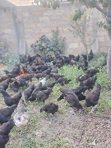 Toyuqlar: 🐔 Australorp Toyuqun cücələri satışda! Şəkildə qeyd olunmuş — 5