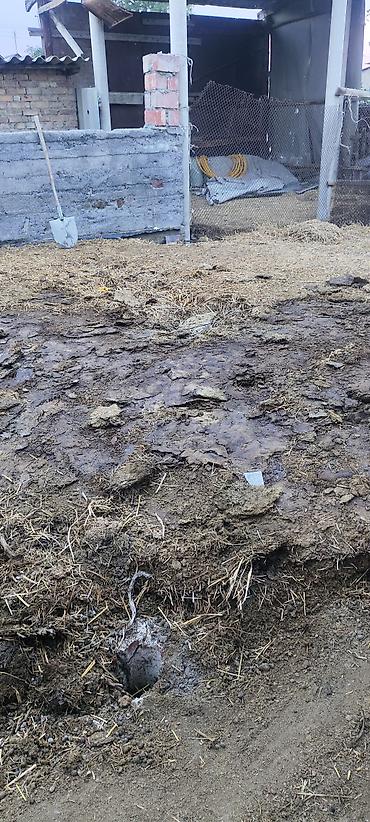 Все для дома и сада: Навоз с подстилкой из соломы. Подходит для удобрения огорода, сада — 1