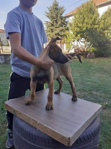 Psi: Na prodaju štenci belgijskog ovčara - MALINOA, oštenjeni 10.08.2023 — 7