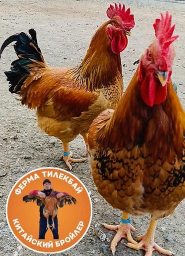 бойцовский кури: Байсары тоок; жумурткасы жана жөжөлөрү сатылат! — 4