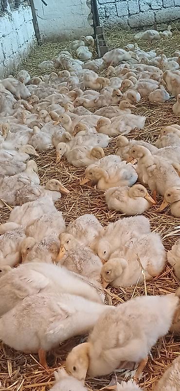 pekin ördeği: Salam tam arginal pekin ördeyleri 1 ay 5 günlük butun vitaminleri — 3