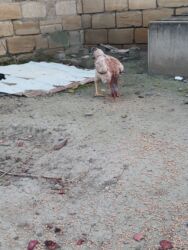 Xoruzlar: Cins: Uzunboyun yerli döyüş tipli toyuq-quş (xanxır/mix) Təsvir: - — 10