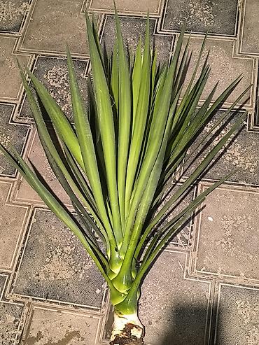 otax qapları: Yucca (yucca filamentosa tipli) – dekorativ otaq və ya həyətyanı üçün — 2