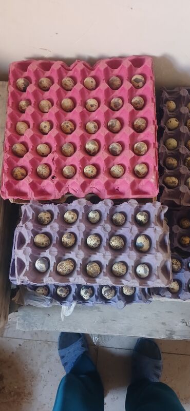 Yumurta: Səliqəli qutularda təqdim olunan, ləkəli bıldırcın yumurtaları. Bu