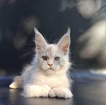 Продажа кошек: 🐾 ВНИМАНИЕ! В ПРОДАЖЕ МАЛЕНЬКИЙ КОТЁНОК С БОЛЬШИМИ ПЛАНАМИ НА ЖИЗНЬ! — 8