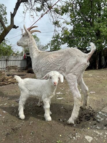 куплю коз: Продаю | Коза (самка), Козлёнок | Зааненская | Для молока