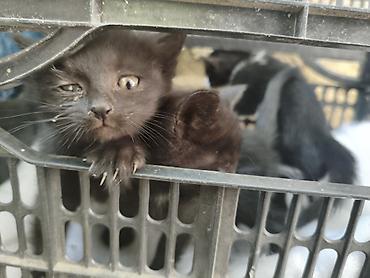 Отдам даром кошку: Котята, помёт из нескольких малышей: - Окрас: черный и черно-белый — 3