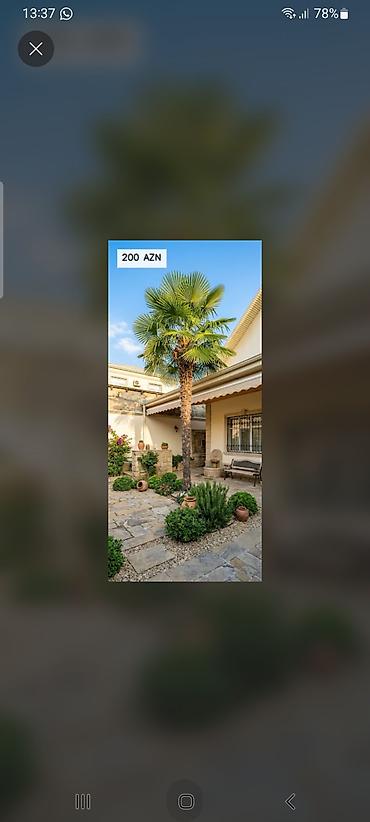 şam ağac: Yelpazə yarpaqlı palma ağacı (landşaft üçün) - Dekorativ, geniş — 1