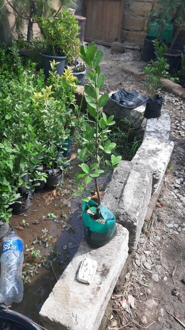 Tinglər: Həmişəyaşıl dekorativ kollar – qablarda - Növ: Euonymus japonicus — 11