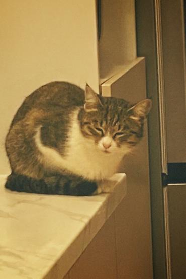 отдам даром вислоухого котенка: Кошка даром: Беспородная, 1 год, Девочка, Приучена к лотку — 1
