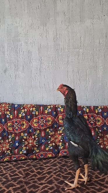 Куры, петухи: Продаю | Петух | Бойцовая | Для разведения — 3