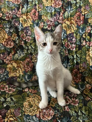 Pişiklər: Dişi, Yaxşı əllərə -da lalafo.az — 2 Pişiklər: Dişi, Yaxşı əllərə — 2