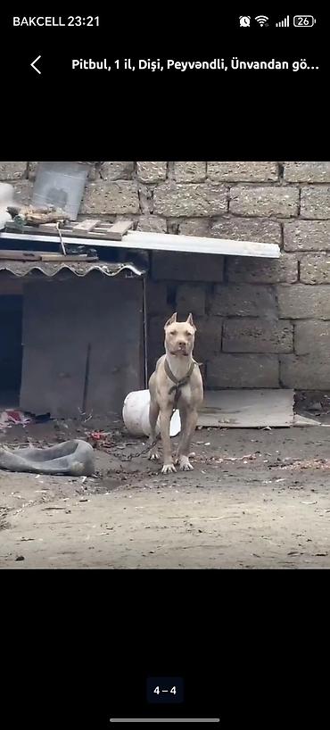 alman kurdu iti: Pitbul, 1 il, Dişi, Peyvəndli — 1