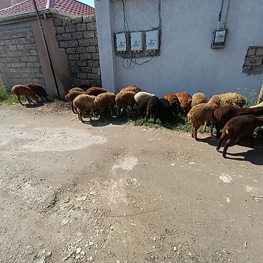 qoyun qiymetleri: Salam aleyküm ünvan binə atclk qiymet 215 manatdan 260 manata kimi — 4
