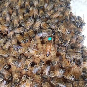 Пчелы: Ana arı satışı ana arılar yenidir. bukfast karnika qafqaz sifariş