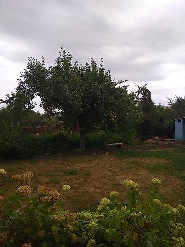 Продажа дач: Продаю: дачу, в экологически чистом районе, в Арашане (дачное — 25