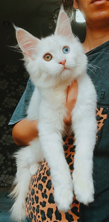 Коты: Шикарный котёнок Мейн-кун красота с гетерохромией, слышит отлично