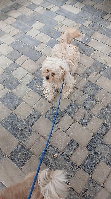 maltipoo satilir: Dişi — 4