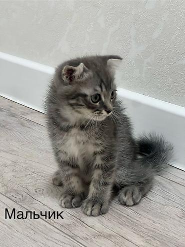 Мышыктар: Шотландские котята: 1) девочка (Scottish fold) ПРОДАНА 2) девочка — 3
