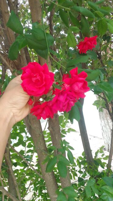 Bağbanlar: Salam bağ evlərində, Abyektlərdə parklarda bağban xidməti görülür — 17