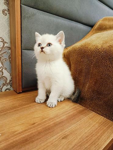 Pişiklər: Britan — 2