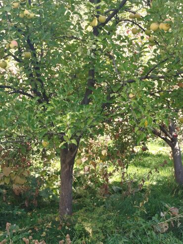 Алмалар: Алмалар Крипсон, Дүңүнөн