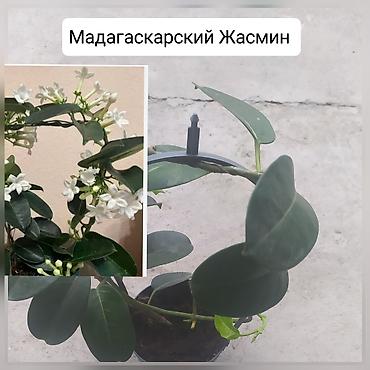 Другие комнатные растения: Продаю цветы — 9